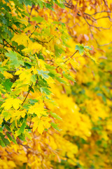 Naklejka na ściany i meble chestnut foliage in autumn. lovely natural background vertical