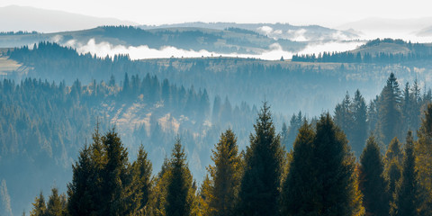 tree tops above the foggy valley. wonderful autumn landscape