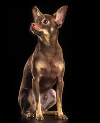 Toy Terrier Dog on Isolated Black Background in studio