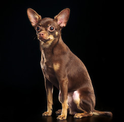 Toy Terrier Dog on Isolated Black Background in studio