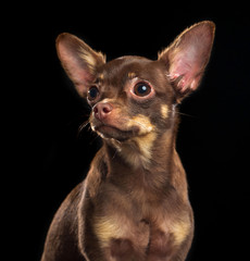 Toy Terrier Dog on Isolated Black Background in studio