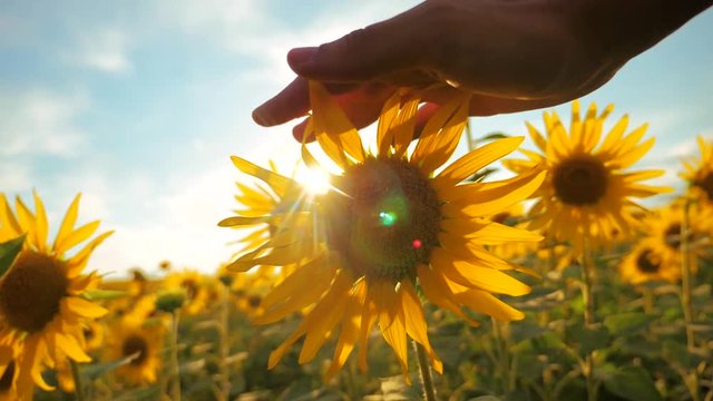 man farmer examines sunflower crop in field cloudy sky first-person view. harvesting agriculture sunflowers field concept nature. Beautiful summer landscape agriculture lifestyle. slow motion video