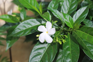 flowers in kerala