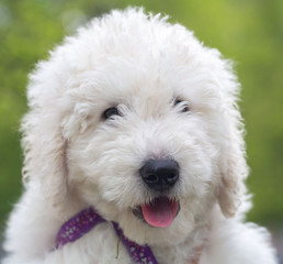 Komondor Dog, Hungarian Shepherd dog in the summer on the street for a walk