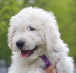 Komondor Dog, Hungarian Shepherd dog in the summer on the street for a walk