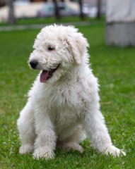 Komondor Dog, Hungarian Shepherd dog in the summer on the street for a walk