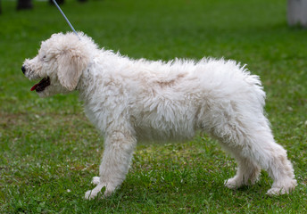 Komondor Dog, Hungarian Shepherd dog in the summer on the street for a walk