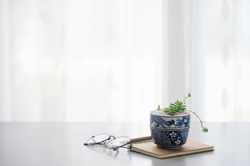 Close up Cactus in ceramic pot on table