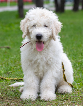 Komondor Dog, Hungarian Shepherd dog in the summer on the street for a walk