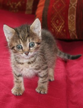Katzenwelpe