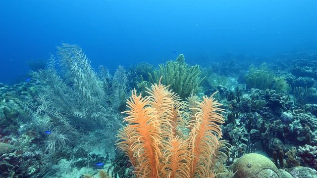 Seascape of coral reef / Caribbean Sea / Curacao with sea anemone, various hard and soft corals, sponges