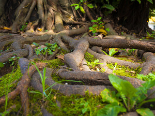 root of the tree