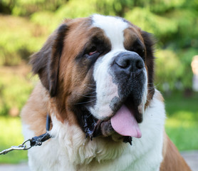 St. Bernard dog in the summer outdoors for a walk