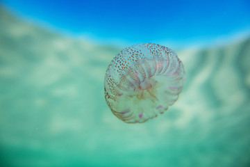jellyfish in sea water