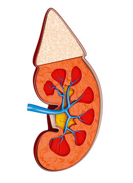 recommend clip art: Structure of the kidney medical 3d illustration. Science medical educational material