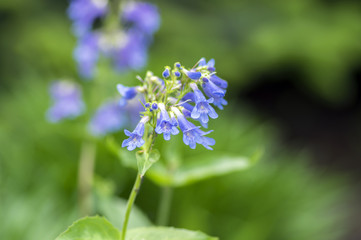 Penstemon ovatus blue beardtongue flowers in bloom, tropical flowering plant
