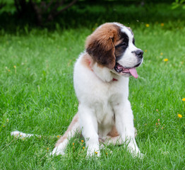 St. Bernard dog in the summer outdoors for a walk