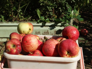A beautiful butterfly opened its wings in the sun. Butterfly pollinates flowers and gives us joy. Especially butterflies love children