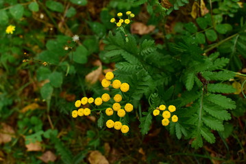 herbs - yellow tansy flowers Tanacetum vulgare