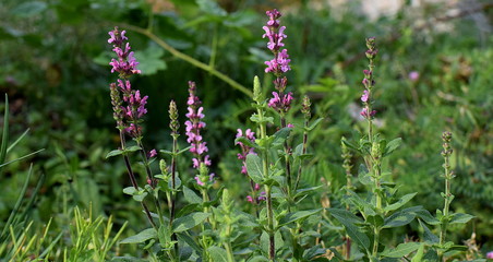 sage blooming in the garden, salvia 'Merlau Rose'