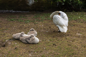 Swans family