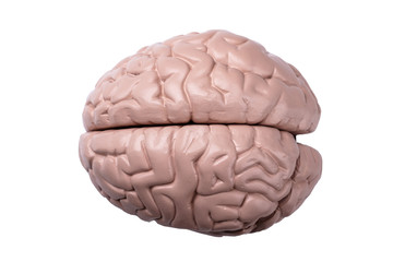 Plastic Model Of Human Brain