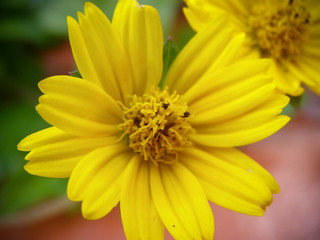 Closeup Flor de Jardin