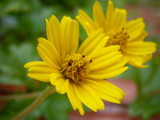 Flor amarilla en el jardin de mi madre