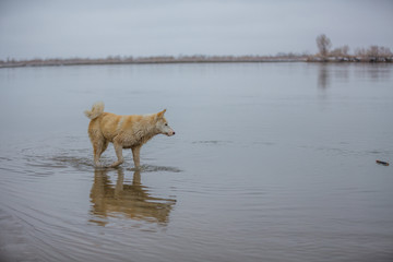 the dog on the river