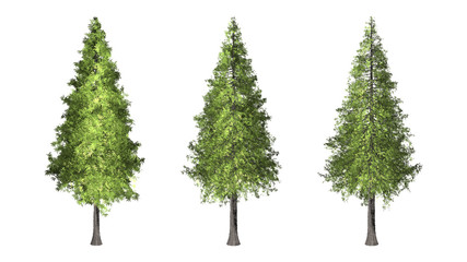The collection of tree. red woods or christmas tree isolated on white background with clipping path.