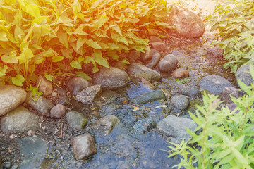 Forest and small river during sunset. Beautiful summer day. Landscape and nature. Ecology and freedom concept