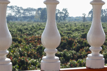 casa perro maria canon flor