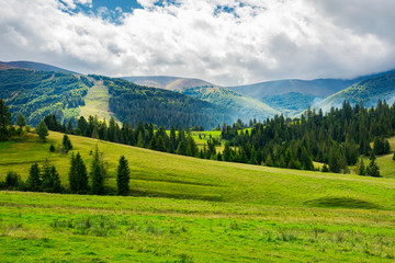 Fototapeta na wymiar beautiful green valley with coniferous forest. wonderful landscape in mountains. huge cloud almost cover the sky. lovely early autumn scene