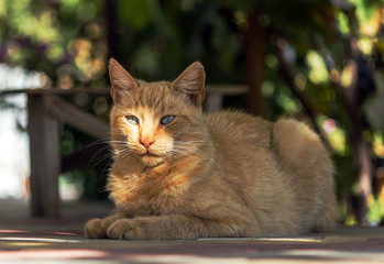 Obraz premium Red cat walking on the street in summer, Red cat on the street.