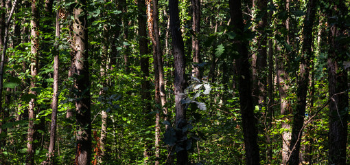 Fototapeta premium Waldlabyrinth