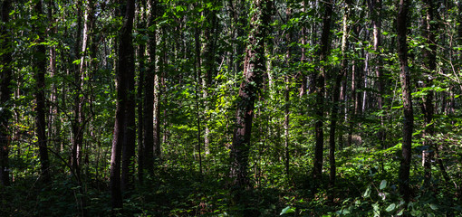 Fototapeta premium Waldlabyrinth