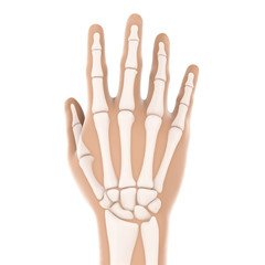 Human Hand Anatomy Illustration
