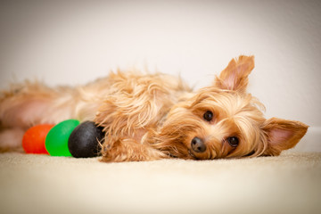 Yorkshire Terrier Laying Down with Stress Ball