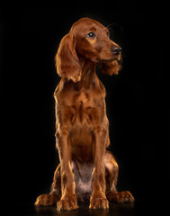 Setter Dog  Isolated  on Black Background in studio