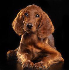 Setter Dog  Isolated  on Black Background in studio