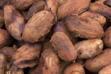 casa perro maria canon flor