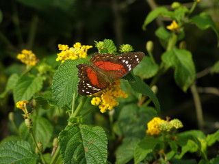Mariposa voladora