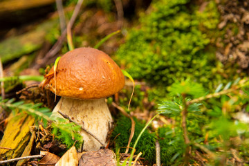 Boletus edulis edible mushroom in the forest