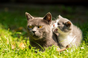 Cat with the baby kitten on grass