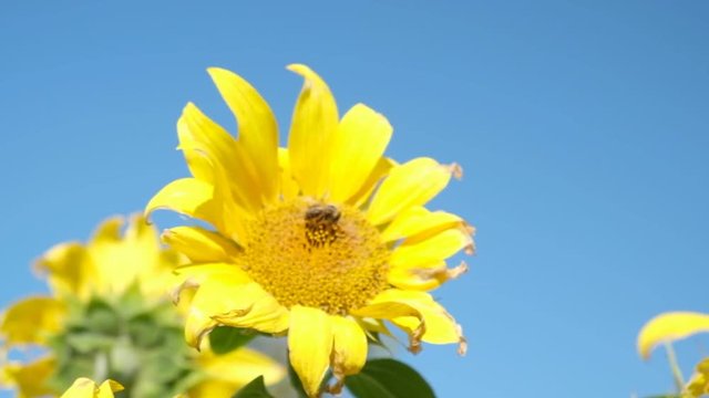 Sunflower rocking in the wind with a bee and bumblebee foraging