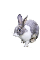 Obraz premium Rabbit on a white background