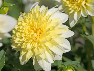 Blühende Dahlien in gelb und weiß