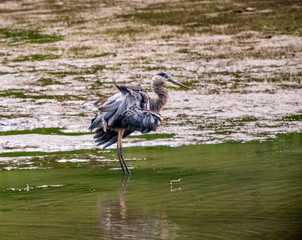 blue heron