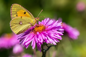 Fototapeta na wymiar Papillon jaune
