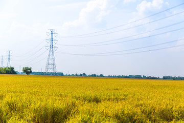 Rice, the main food of man Green rice